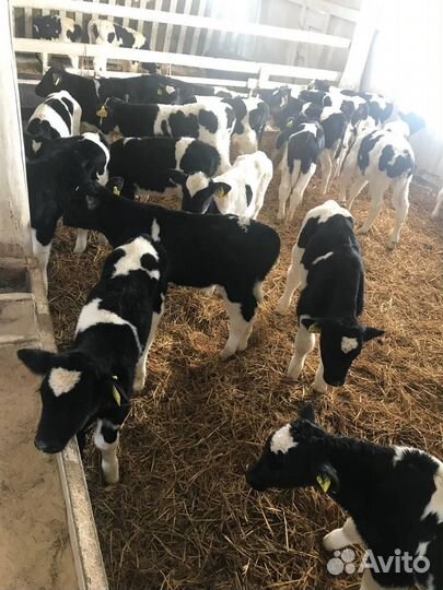 Бычки, телята от 1мес