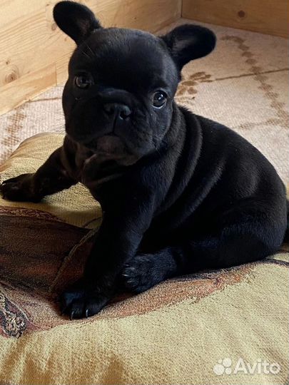 Французский бульдог
