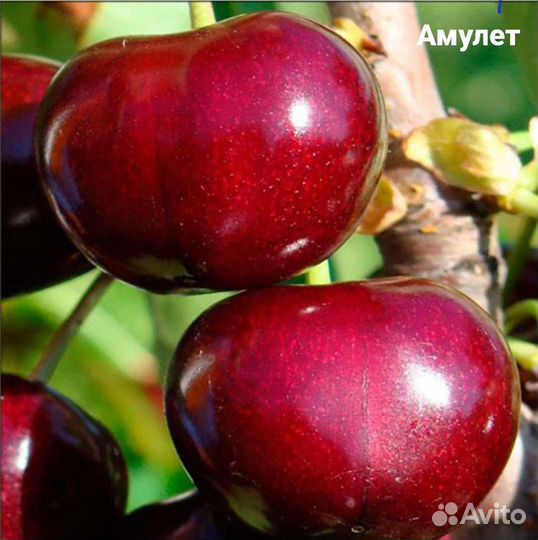 Саженцы Крупноплодных сортов черешни на всл2