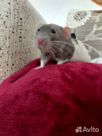 Крыса с клеткой