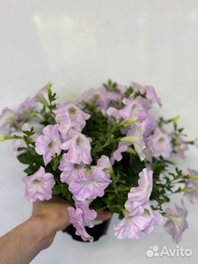 Рассада петунии, петуния каскадная