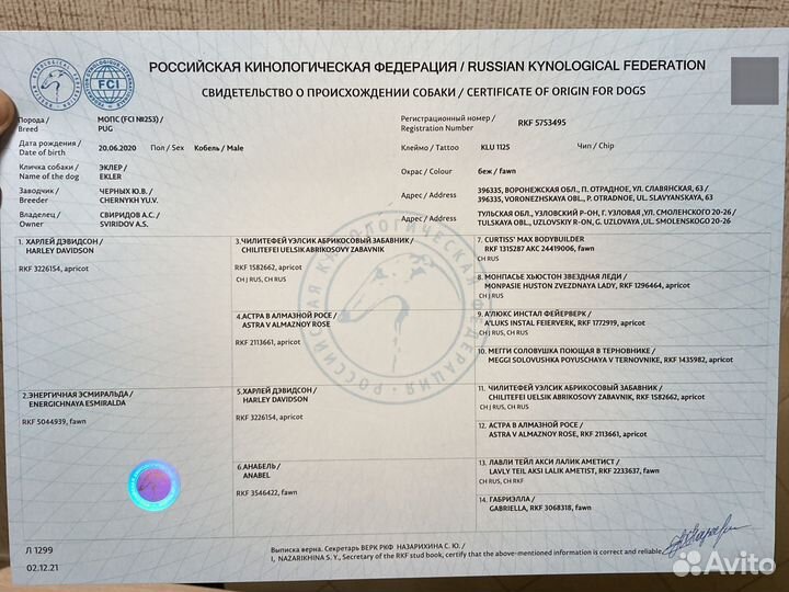 Мопс вязка мальчик