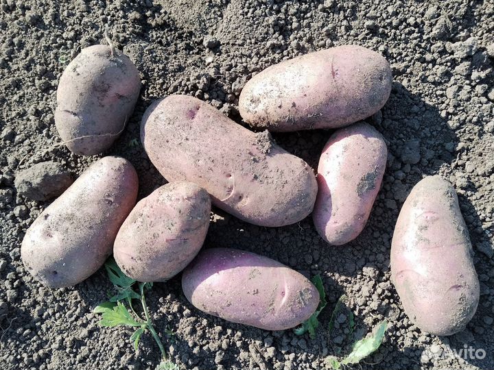 Фиолетовая