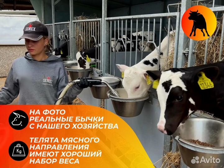 Телята для откорма