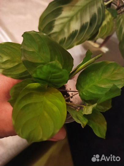 Маранта Сильвер Бэнд