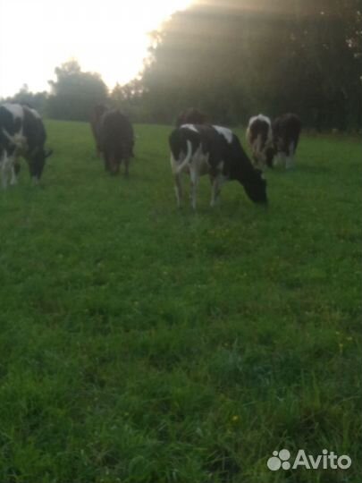 Дойные коровы