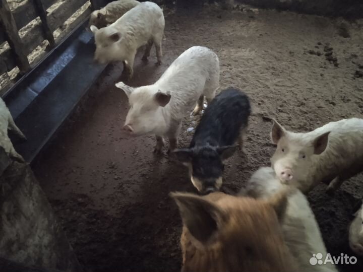 Поросята