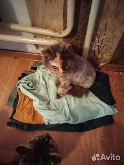 Кошка в хорошие руки