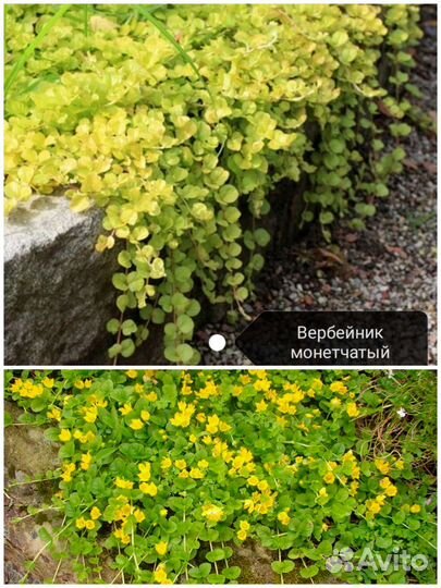 Почвопокровники