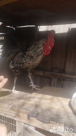 Молодые петухи