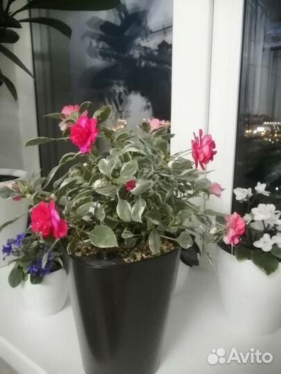 Бальзамин вариегатный пестролистный карликовый