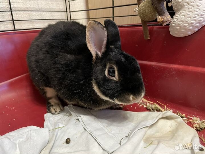 Черный кролик символ 2023 фотосессия