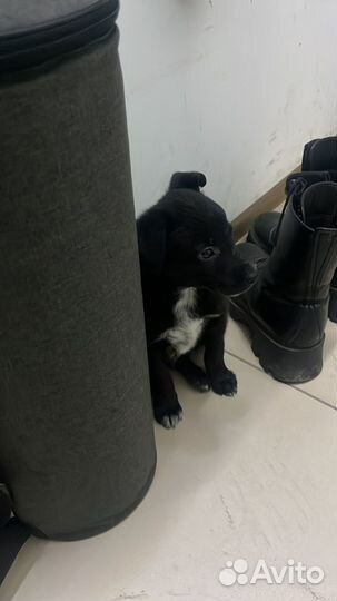 Щенок в добрые руки бесплатно