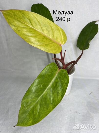 Филодендрон