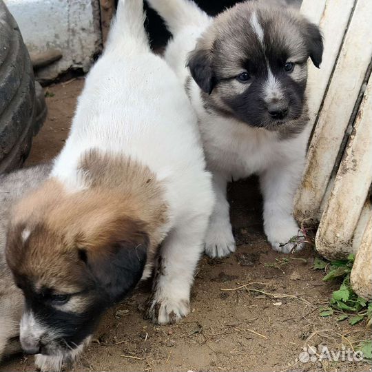 Отдам щенят в хорошие руки