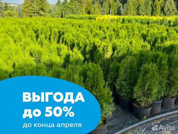 туи на логинова в архангельске. туя 200. Thuja occidentalis litomyśl. туя западная смарагд 100-120. туя купить 3500 см.