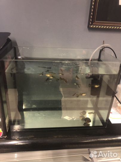 Аквариум