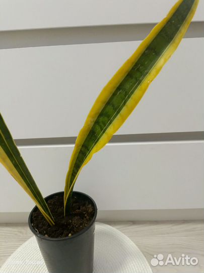 Сансевиерия