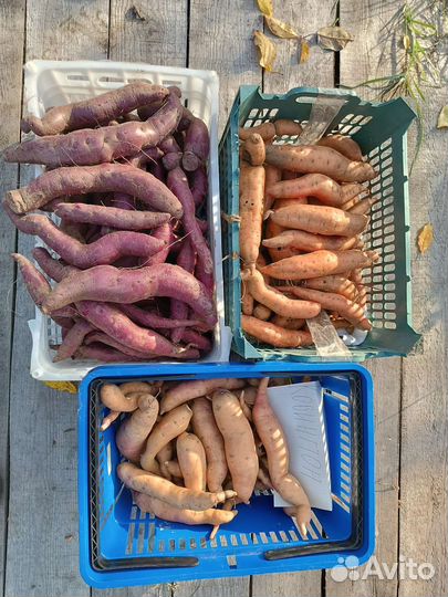 Батат, рассада