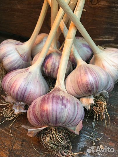 Чеснок озимый, примула,любисток,кактус