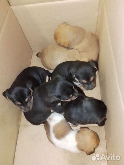 Щенки в добрые руки