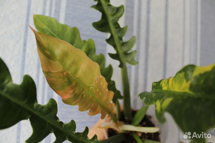 Филодендроны разных сортов обновлено
