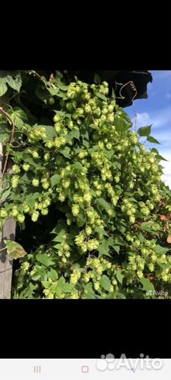 Мята, хмель и другие растения