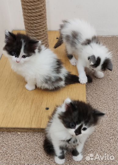 Котята - сибиряки