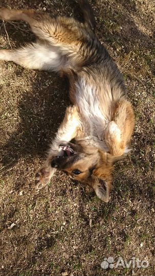 Щенок лайки бесплатно (стерилизована)