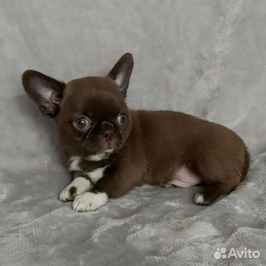 Шоколадный мачо