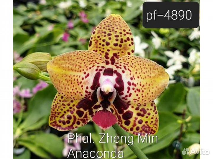 Орхидея фаленопсис Азия подростки нецветущие