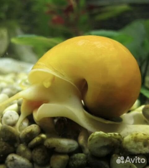 Улитка Ампулярия