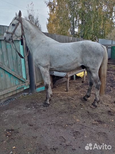 Продам жеребца