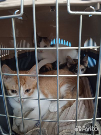 Котята в добрые руки