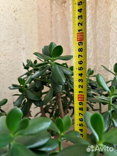 Денежное дерево толстянка