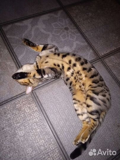 Бенгальский кот