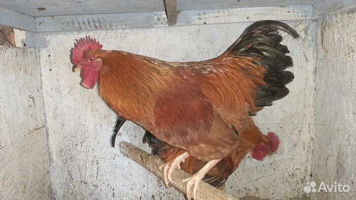 Семьи породных кур. Кучинские, мараны, ленинградс