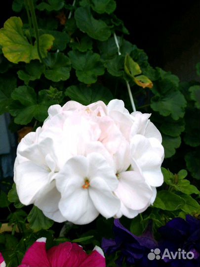 Пеларгония герань