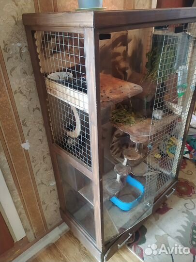 Шиншиллы с клеткой-витриной