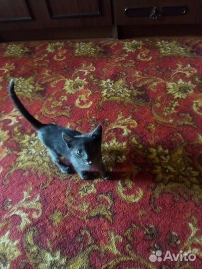 Кот-котенок