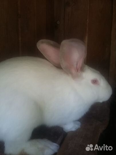 Продам крольчат