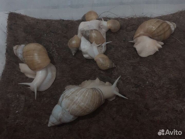 Ахатины альбиносы