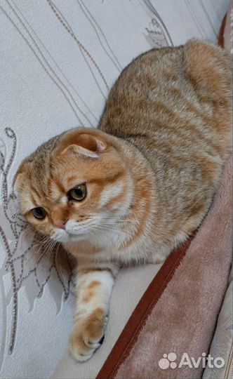 Шотландский кот вязка