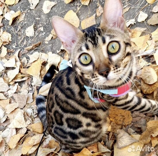 Бенгальская