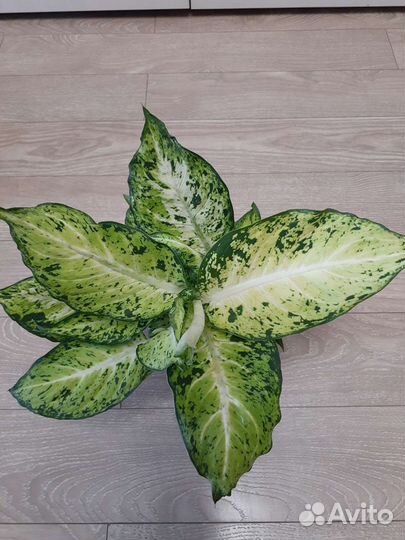 Диффенбахии