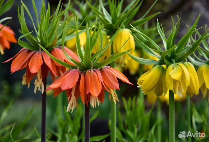 Рябчик императорский желтый, оранжевый