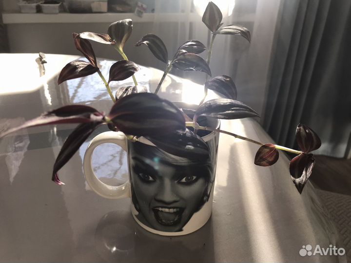 Традесканция