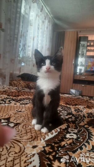 Отдам кошек