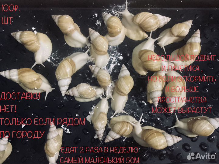 Улитки ахатины альбиносы