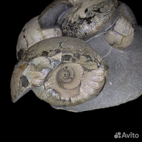 Аммониты Cadoceras и Macrocephalitidae